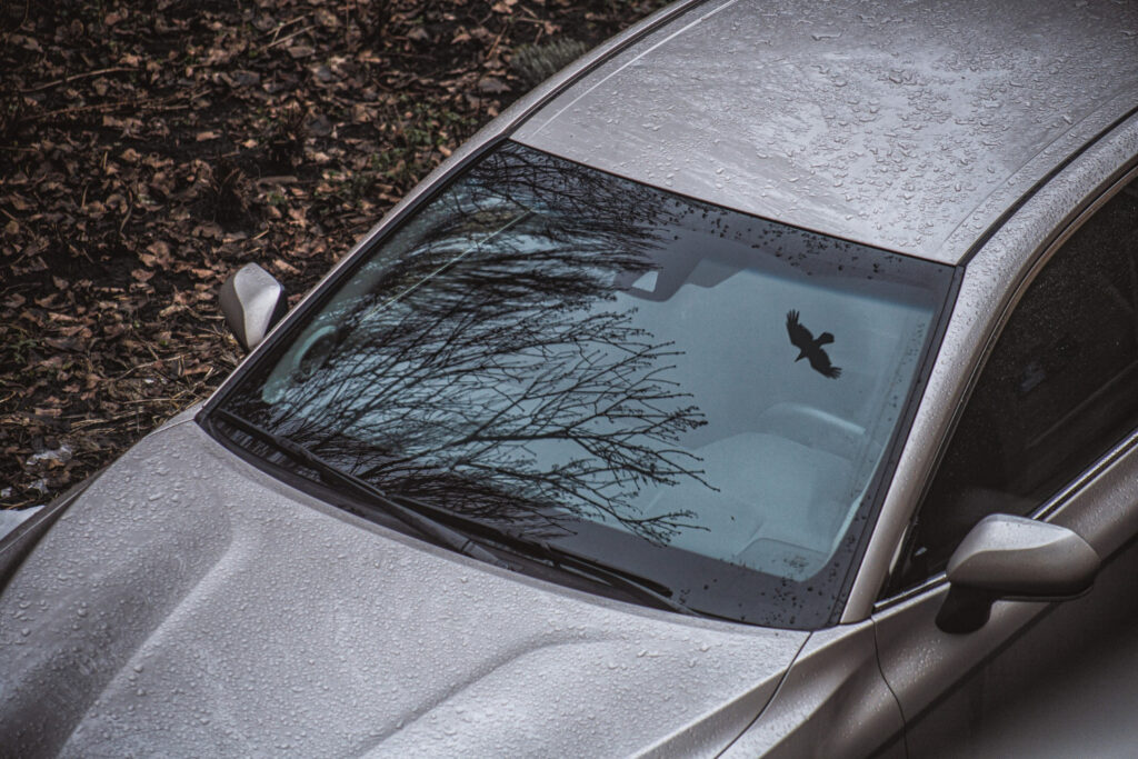 Windshield